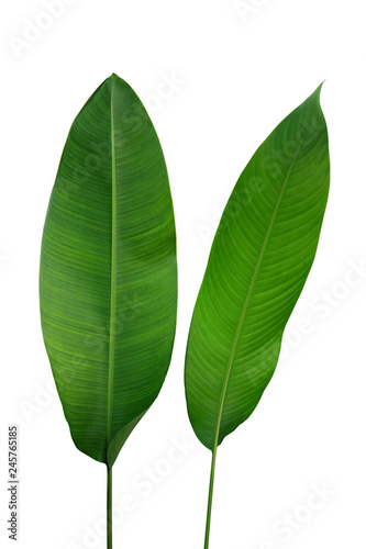 Banana like green leaves of Strelitzia and Heliconia tropical forest plants isolated on white background  clipping path included.
