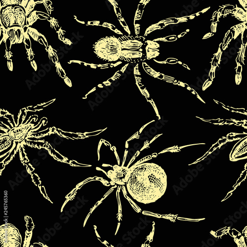 background of sketches of poisonous spiders