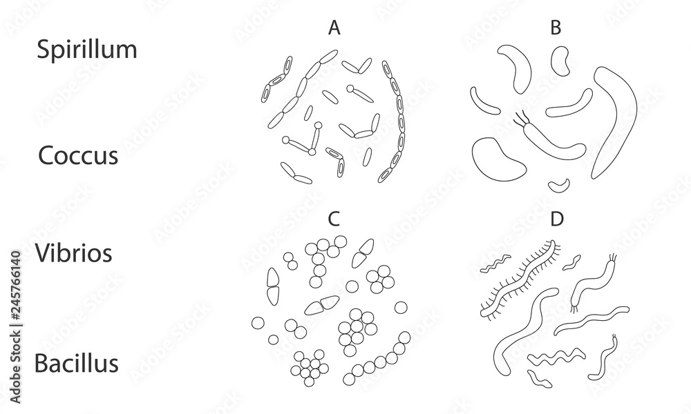 Set of different types of bacterias on white background. The task to study in microbiology. Vector illustration