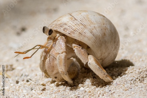 Tela Hermit crab on the beach