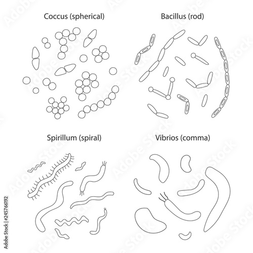 Set of different types of bacterias on white background. Simple black outline bacterias group. Vector illustration