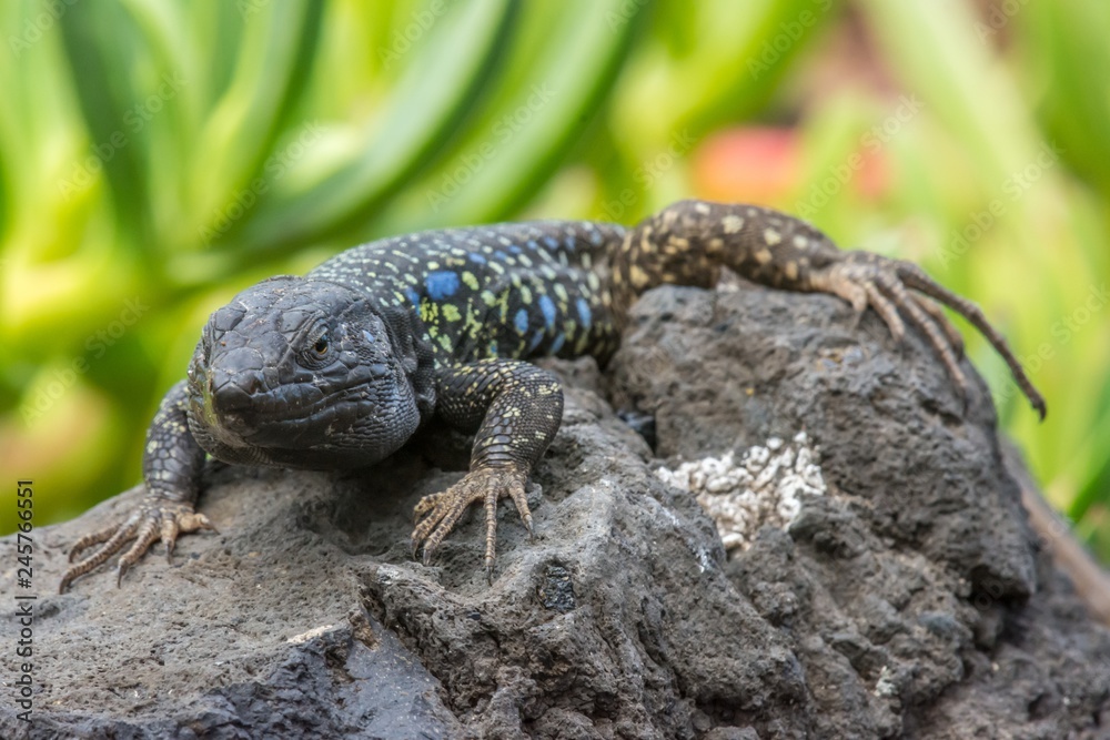 Lizard on rock Lizard on rock