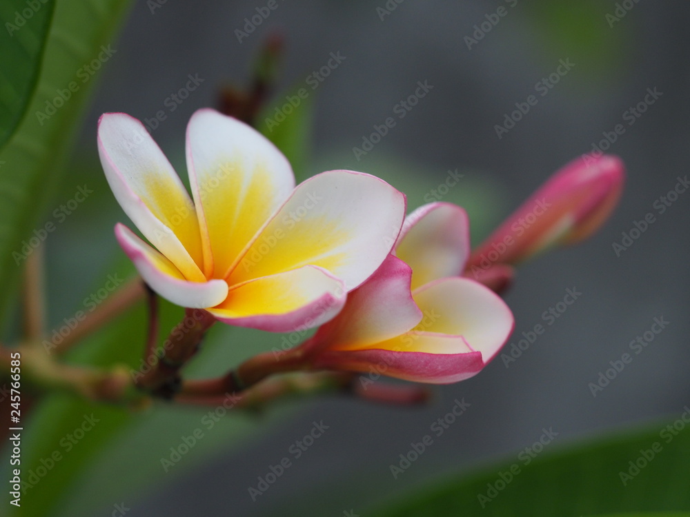Frangipani flower pink, white and Yellow or Plumeria, Temple Tree, Graveyard Tree And fresh green leaves Blurred natural color background In the spa and relaxation concept