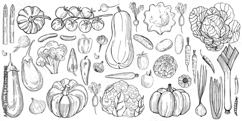 Hand drawn vegetables on white background.   Vector sketch  illustration.