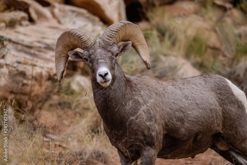 Big Horn Ram in Capitol Gorge, Capitol Reef National Park