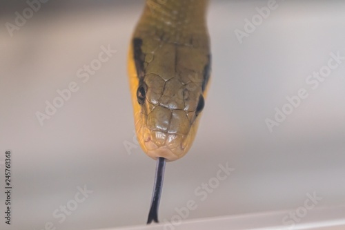 orthriophis taeniurus friesei, tabby snake photo