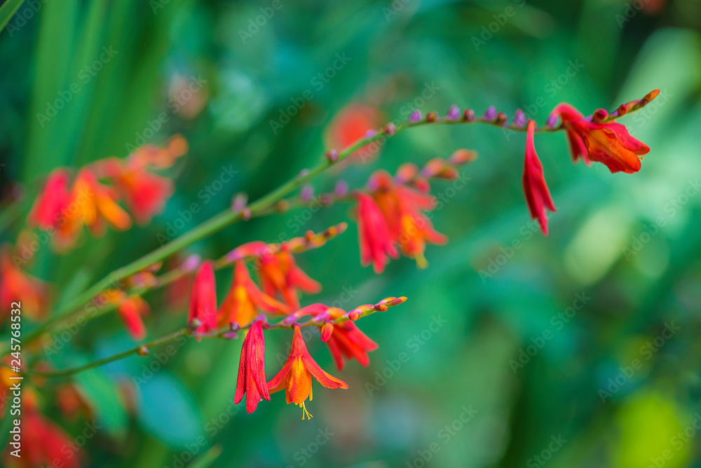Orange flowers on the green natural background Orange flowers on the green natural background