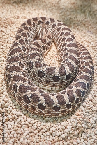 heterodon nasicus snake photo