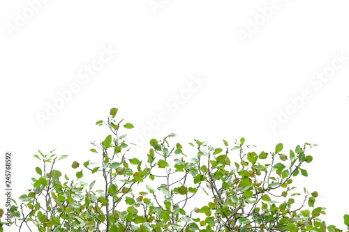 Tropical plant leaves with branches growing in botanical garden and warm light on white isolated background for green foliage backdrop 