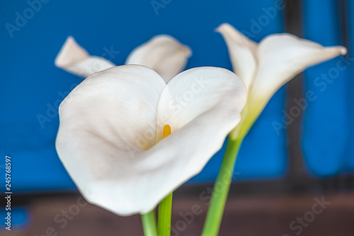 White calla lilies or arums close up on blue background