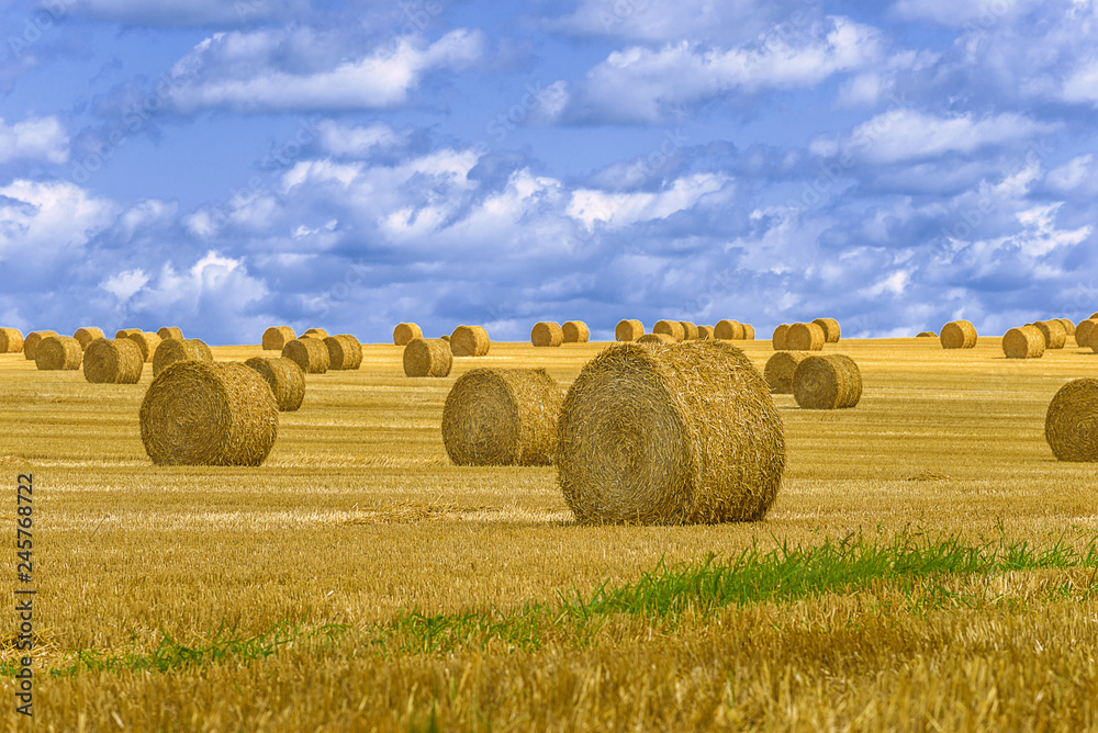 Beautiful rural landscape: straw rolls on the field on sunny day