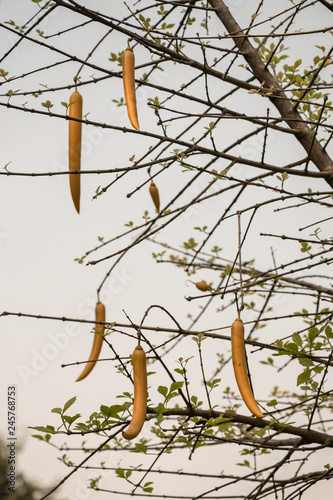 Close up Parmentiera cereifera,Candle Tree Fruit,Candle Stick. photo