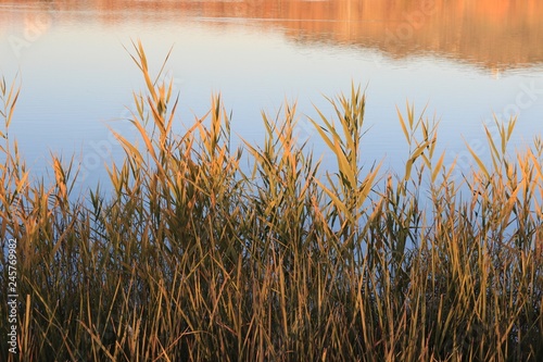 Reeds at the shore of a lake at sunset background view of the calm water and reflection of the mountains
