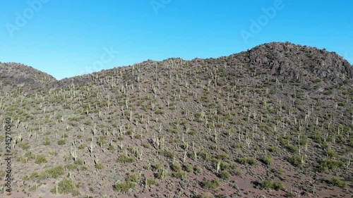 Saguaro Cactus on Twin Peaks Mountain in Tucson Arizona