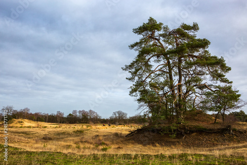 Loonse en Drunense Duinen National Park, North Brabant,  Netherlands.