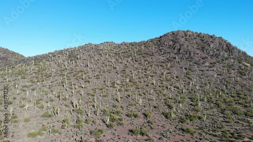 Saguaro Cactus on Twin Peaks Mountain in Tucson Arizona