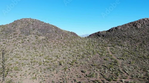 Saguaro cactus on Twin Peaks Mountain in Tucson Arizona
