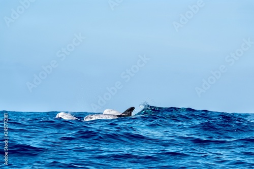 Risso’s dolphin in the Azores 