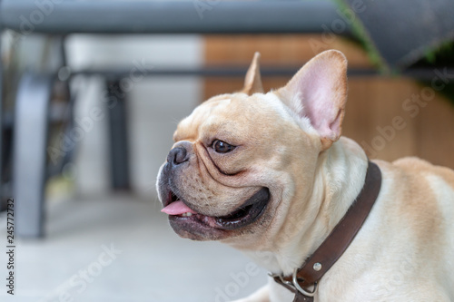 Fototapeta Naklejka Na Ścianę i Meble -  Cute French bulldog pets
