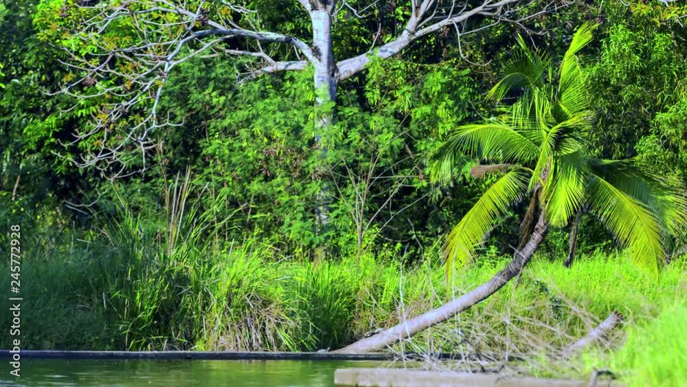Curved up shape of Cocunut tree with greeness beuatiful environment. Curved up shape of Cocunut tree with greeness beuatiful environment.