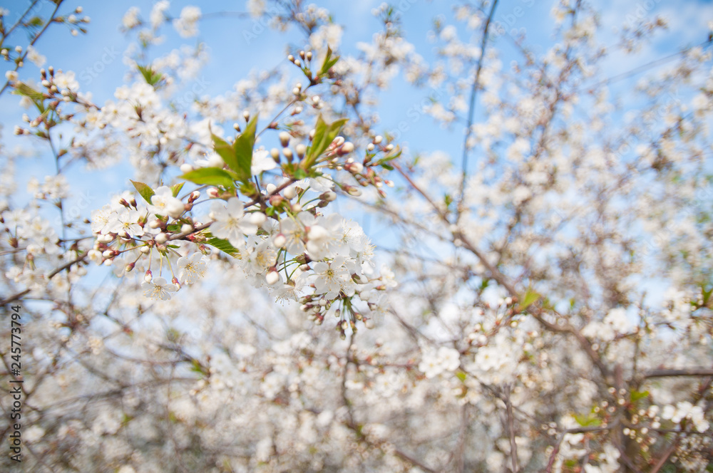 Obraz premium flowers in spring