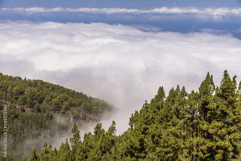 Wolkendecke über den Kiefernwäldern im Gebirge