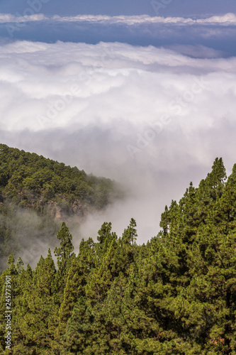 Dichte Wolken ziehen über die Kiefernwälder im Gebirge
