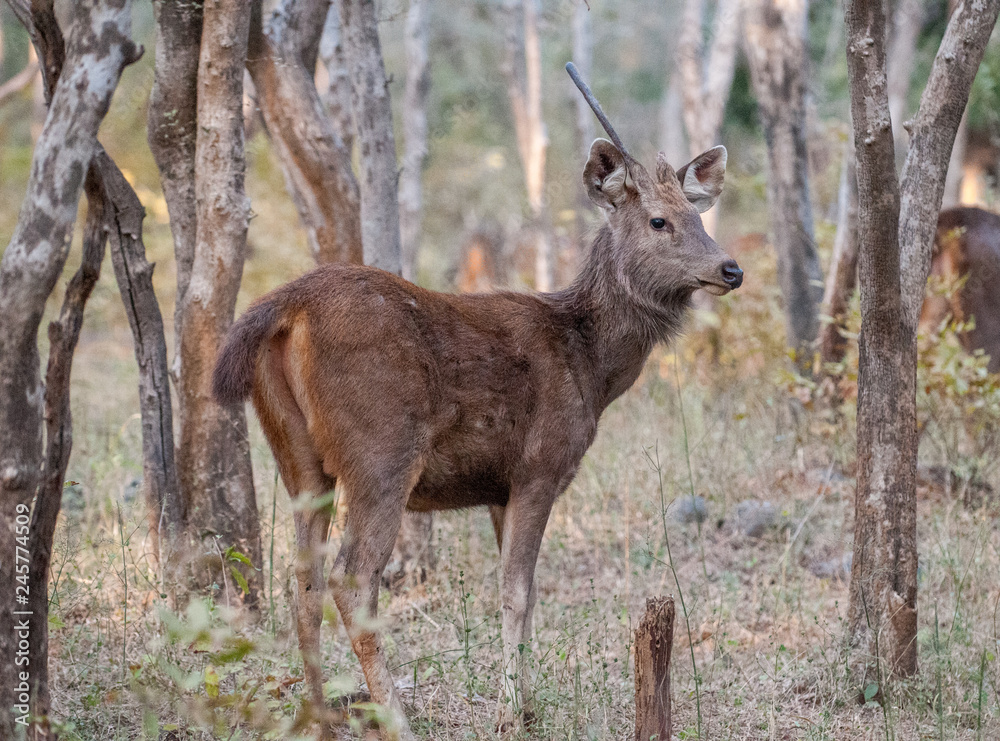 Sambar deer in Ranthambore National Park in Rajasthan, India Sambar deer in Ranthambore National Park in Rajasthan, India