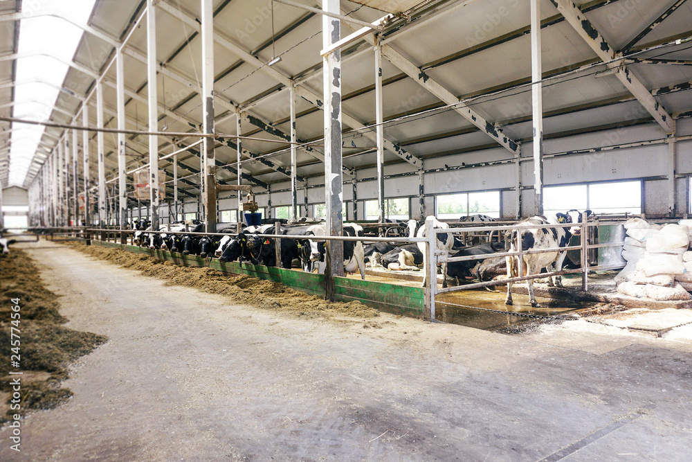 Modern farm cowshed with milking cows eating hay Modern farm cowshed with milking cows eating hay