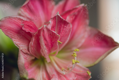 close-up of large pink blooming amaryllis flower