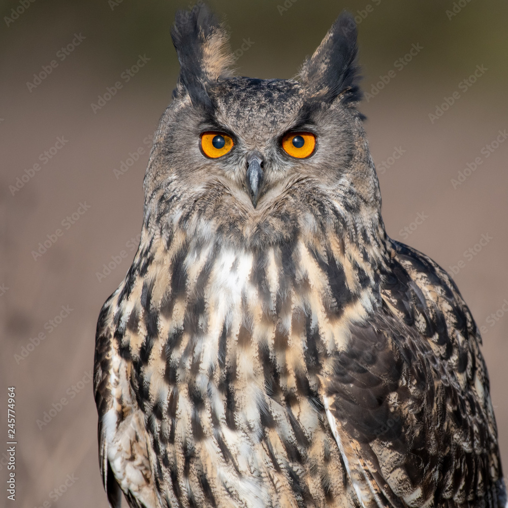 Close up portrait of an Eurasian Eagle Owl Close up portrait of an Eurasian Eagle Owl