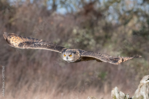 Eurasian Eagle Owl in Flight