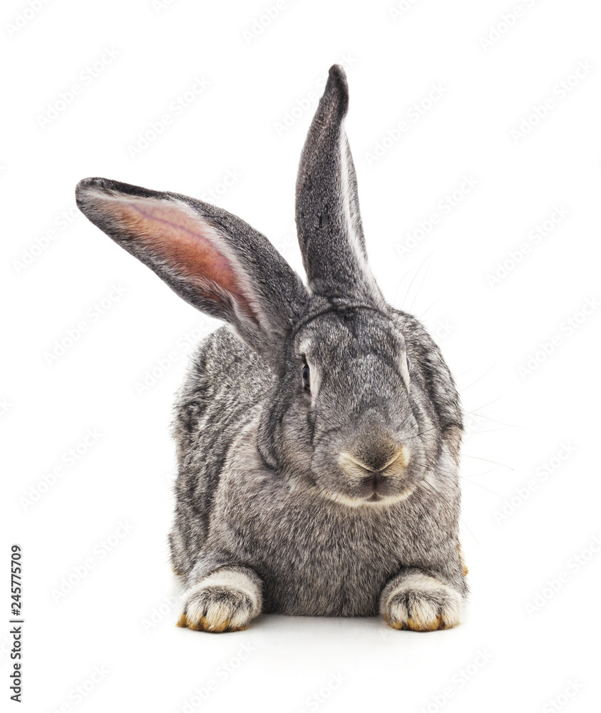Grey big rabbit. Grey big rabbit.