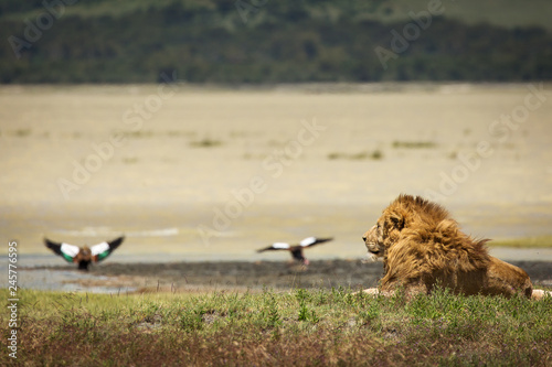 Lion in the grass relaxing in National Park of Ngorongoro, Tanzania