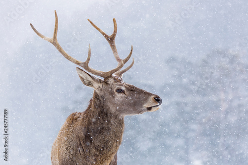 Portrait of a deer in winter season and snowing. © danmir12