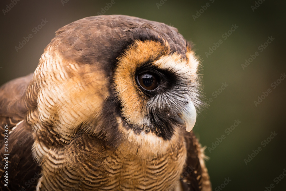 Obraz premium Asian Brown Wood Owl
