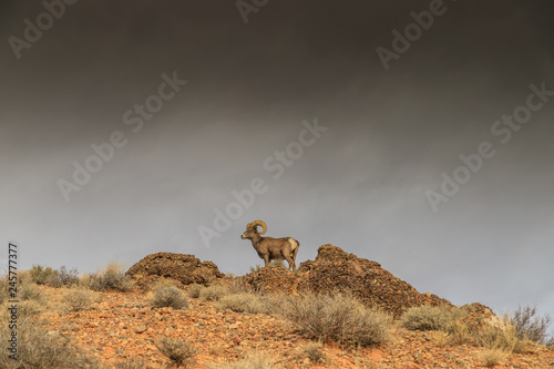 Bighorn sheep photo