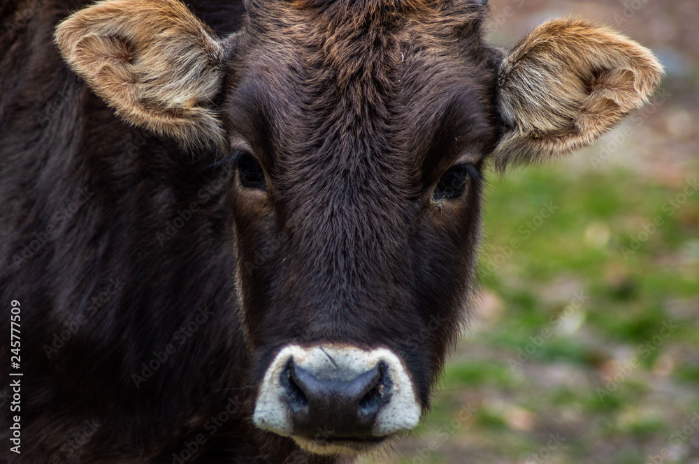 portrait of a cow