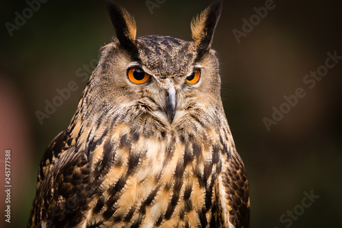 Eurasian Eagle Owl