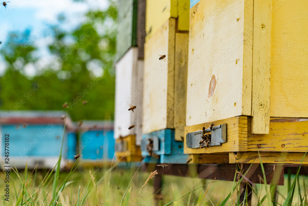 Yellow wooden beehives standing on the grass in the field and flying bees bringing pollen. Bees circling near the area of the hive. Close-up