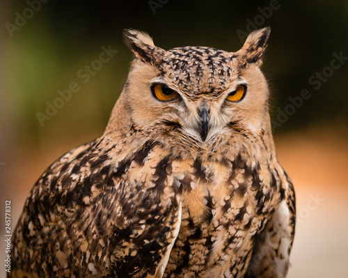 Savigny's Eagle Owl