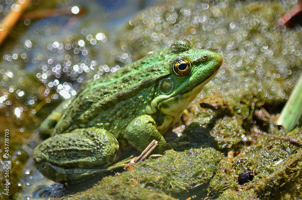 Green frog sitting on the shore of the pond in a natural habitat. fauna of Ukraine. Shallow depth of field, close-up. Green frog sitting on the shore of the pond in a natural habitat. fauna of Ukraine. Shallow depth of field, close-up.