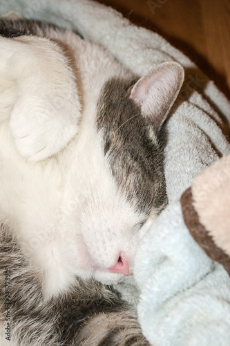 Gray domestic cat sleeping in a basket