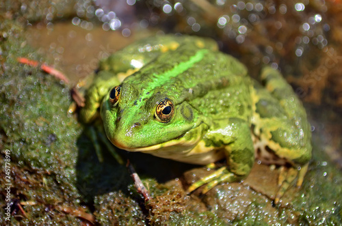 Green frog sitting on the shore of the pond in a natural habitat. fauna of Ukraine. Shallow depth of field, close-up.
