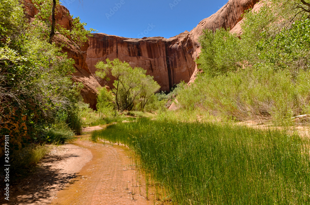 at the bottom of Coyote Gulch in Grand Staircase - Escalante National Monument area (Kane, county, Utah) at the bottom of Coyote Gulch in Grand Staircase - Escalante National Monument area (Kane, county, Utah)