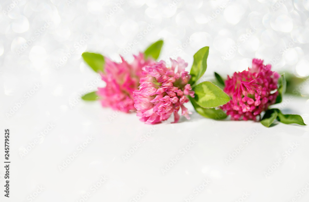 festive background with bright pink clover flowers on white shiny