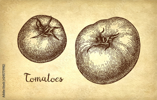 Ink sketch of tomato.