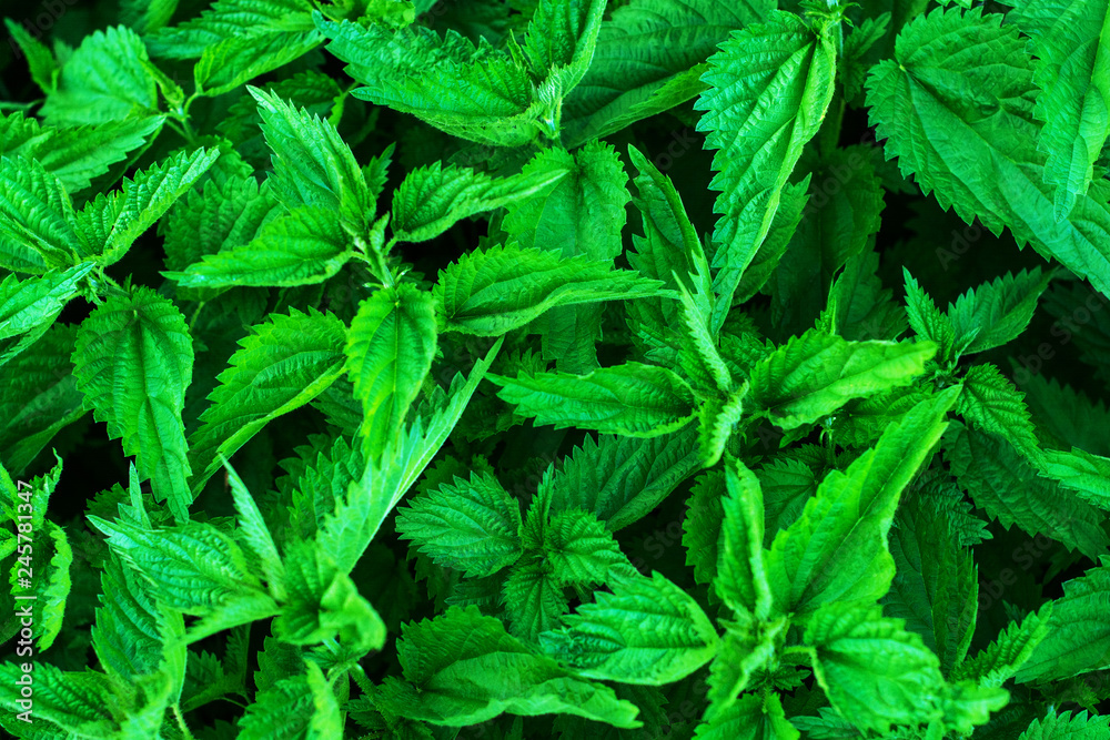Stinging nettles or urtica medical herb close up, colorful and vivid plant, natural background. Stinging nettles or urtica medical herb close up, colorful and vivid plant, natural background.