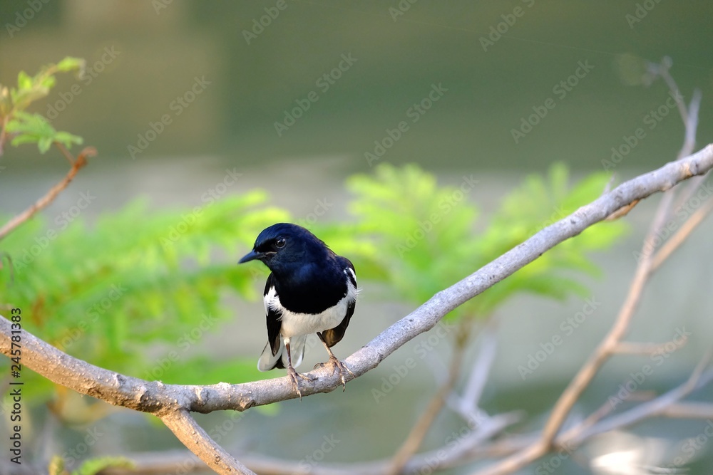 Fototapeta premium An oriental magpie robin bird sitting on a trunk tree at the park with green nature background 