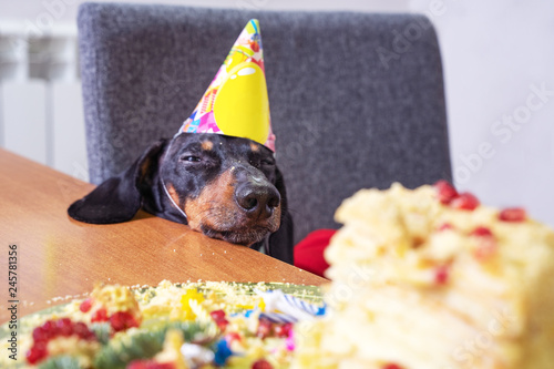 Wall Mural portrait of a dachshund, black and tan, in a festive hat, fell asleep in anticip